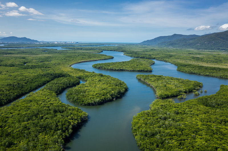 Aerial view of mangrove ecosystem, Cairns