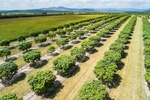 Aerial view of mango trees in rows at a Mutchilba farm, on the Atherton Tablelands
