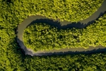 Aerial view of tropical mangrove ecosystem, Cairns