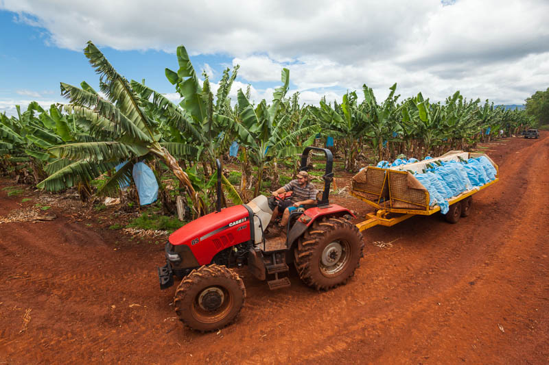 View of tractor towing load of harvested bananas, Atherton Tablelands