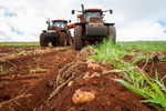 Potatoes in the ground being mechanically harvested, Atherton Tablelands