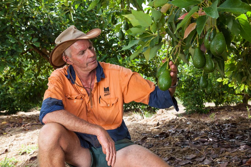 An avacado farmer inspecting fruit on the tree, Atherton Tablelands 