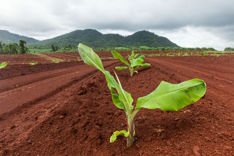 Young banana tree growing in rich red soils of a plantation near Cairns