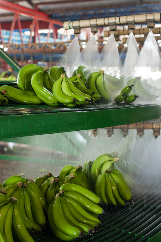 Harvested bananas being mechanically washed at a banana farm packing shed, Innisfail