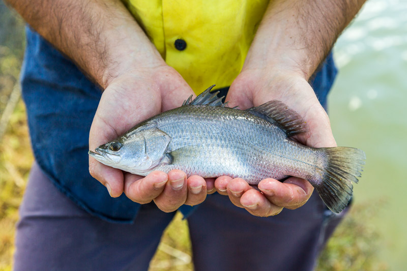 Hands holding a juvenile barramundi fish at a fish farm, near Cairns