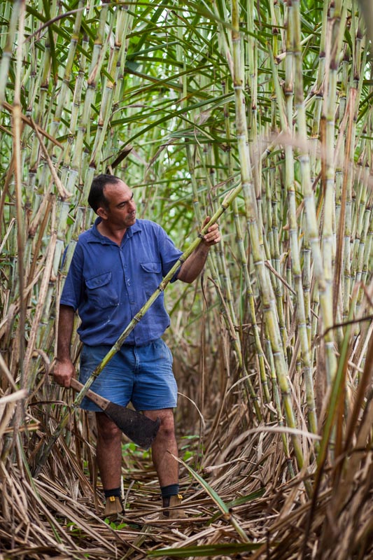 Sugar cane farmer inspecting cane stalks in a field at his Tully farm