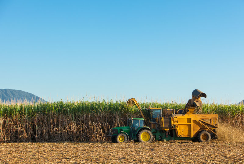 Sugar cane fields being harvested by mechanical harvester, Cairns