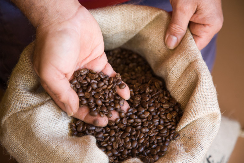 Hands pulling freshly roasted coffee beans from a sack, Atherton Tablelands
