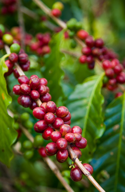 Red coffee cherries on the vine, Atherton Tablelands