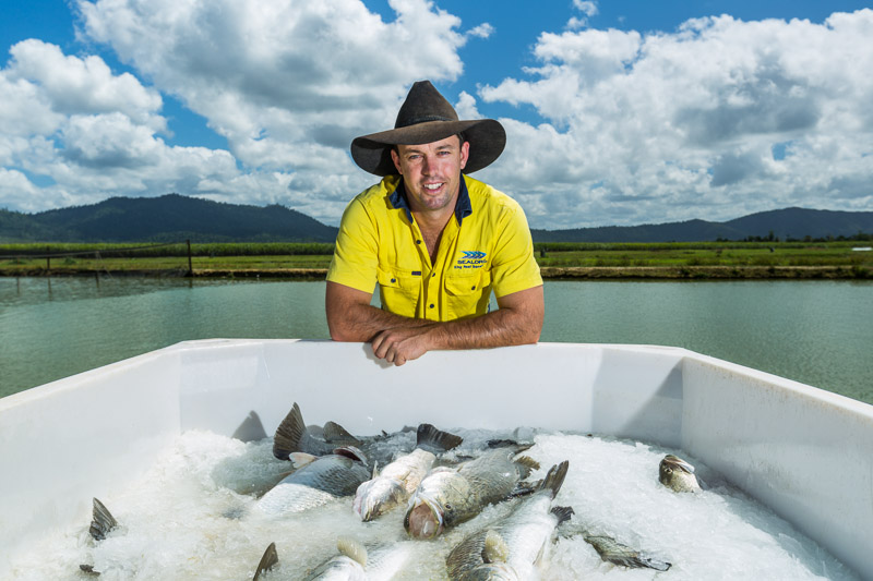 Portrait of manager and farmed barramundi on ice at Sealord King Reef Barramundi Farm, near Cairns