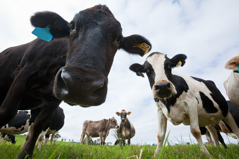 Portrait of curious dairy cows up close, Malanda