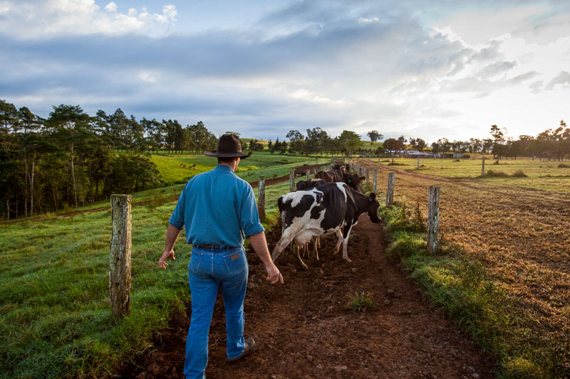 Farmer herding cows through paddocks near Malanda on the Atherton Tablelands