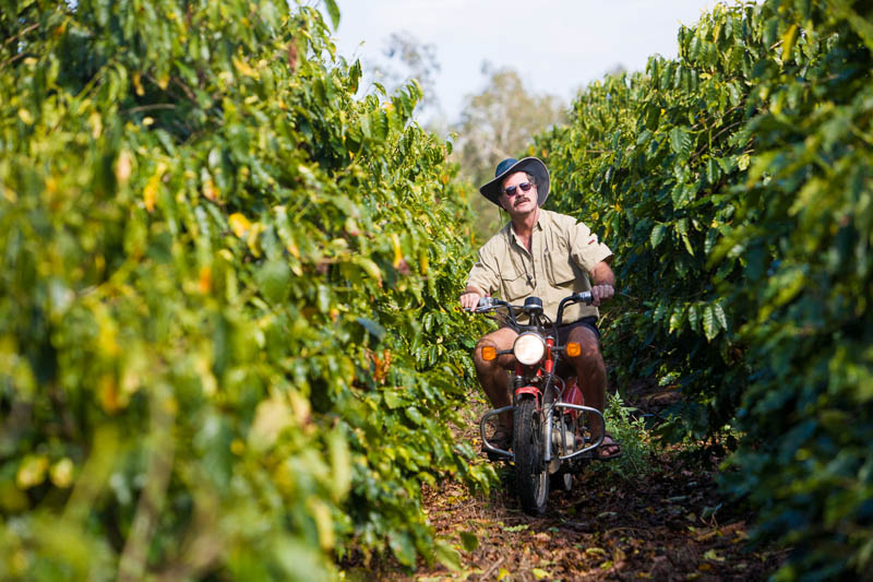 Farmer on motorbike inspecting rows of coffee trees, Mareeba
