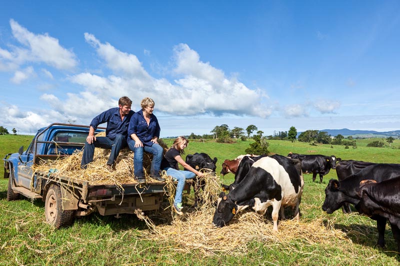 A family feeding dairy cows hay from the back of their pickup truck