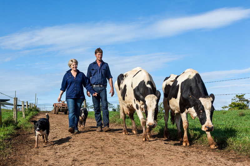 A dairy farming couple walking dairy cows into the paddocks, Millaa Millaa 