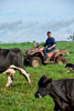 A dairy farmer on quad bike rounding up dairy cows, Atherton Tablelands