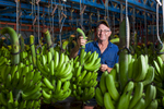 Portrait of a banana surrounded by bunches of bananas in a packing shed, Innisfail
