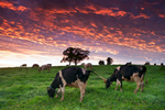Dairy cows grazing in paddocks with sunrise clouds beyond, Millaa Millaa 