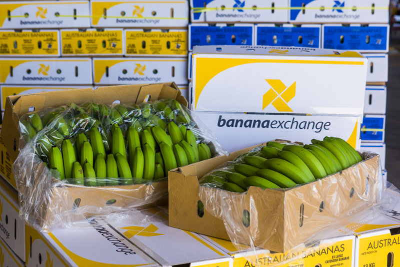 Boxes of harvested bananas packed and ready for transport, Tully