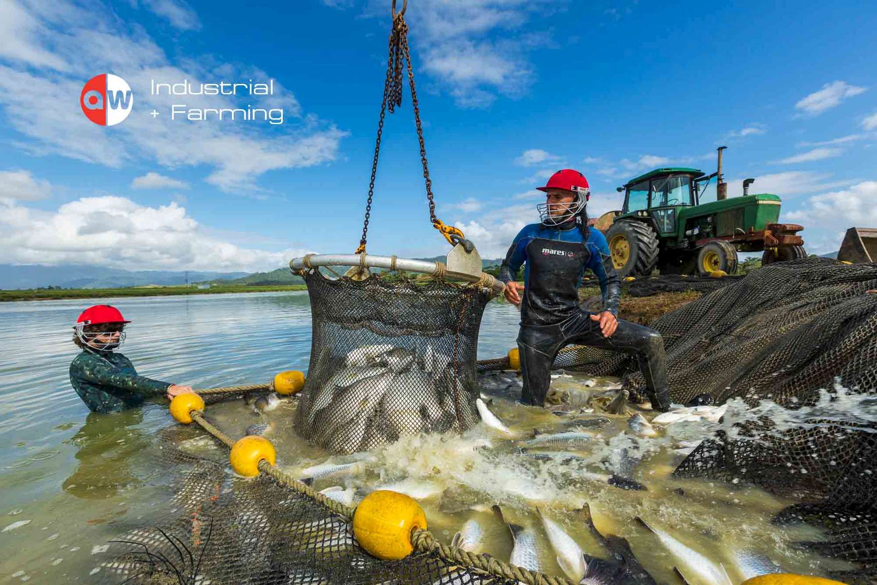 Workers haul live Barramundi from ponds of a fish farm near Cairns - industrail photographer