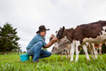 A dairy farmer hand feeding young cows in a paddock