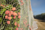 Netting covering lychee trees to protect fruit from flying foxes and birds, Mareeba