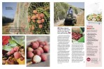 Magazine Photography - Tablelands lychee farming.  Inside story for Good Taste magazine.