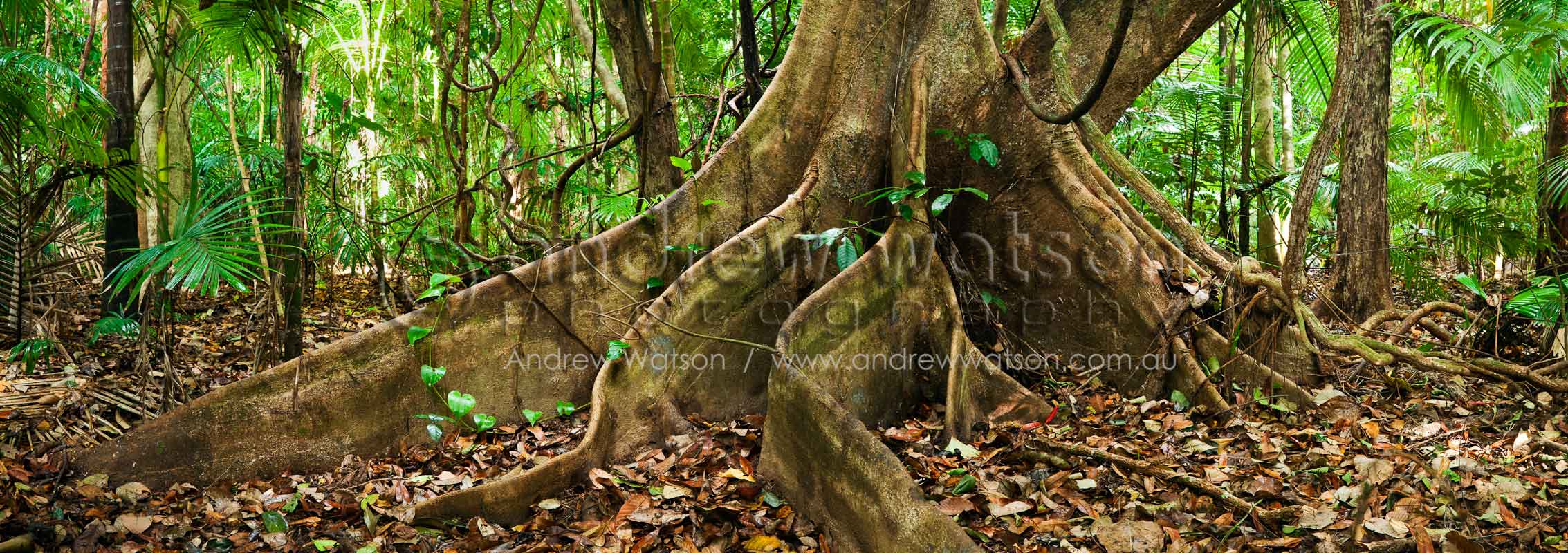 Butress roots on the rainforest floor Cape Tribulation, Daintree National Park, North QueenslandImage available for licensing or as a fine-art print... please enquire