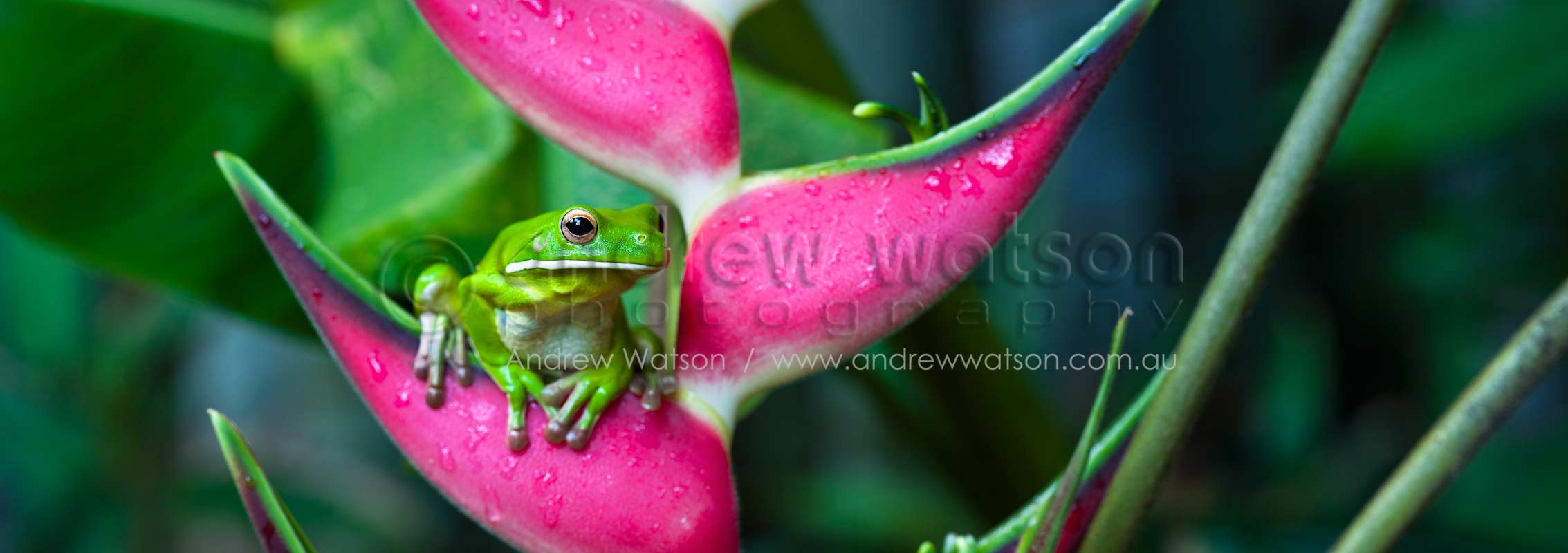 White-lipped tree frog on heliconiaCairns, North QueenslandImage available for licensing or as a fine-art print... please enquire