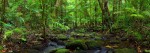 Panoramic image of a tropical rainforest stream in Daintree National Park