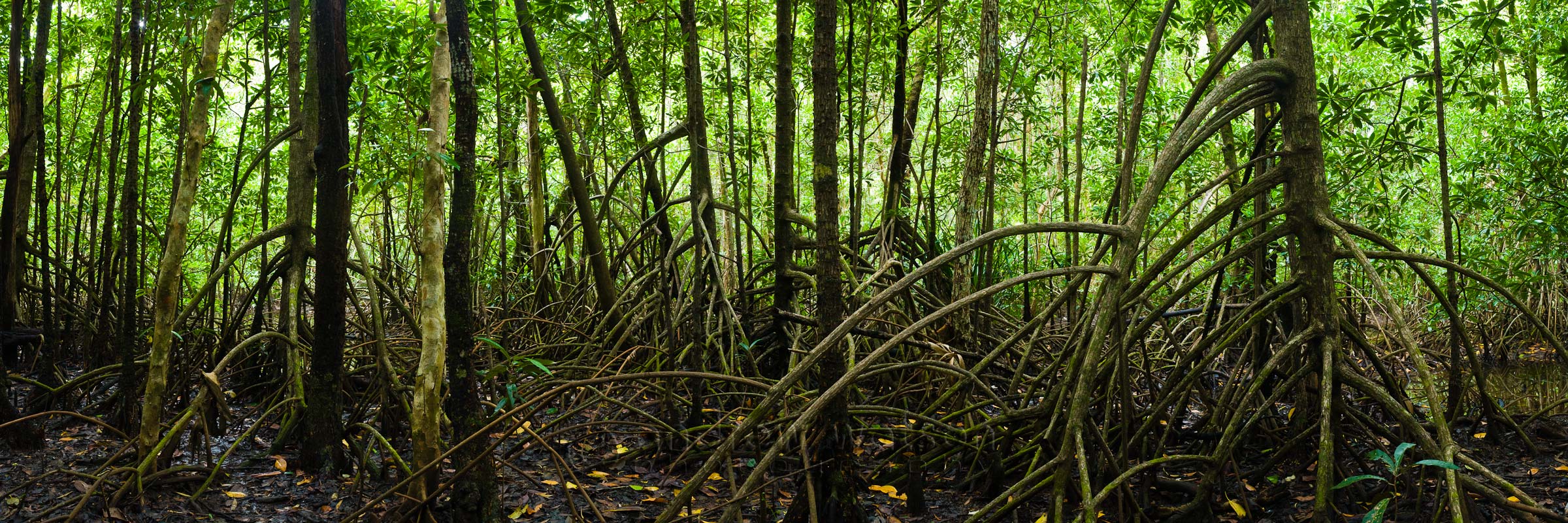 Forest Panoramic