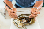 A man removing a pearl from an oyster shell, Torres Strait Islands