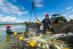 Workers using a net to harvest live barramundi from a fish farm, near Cairns