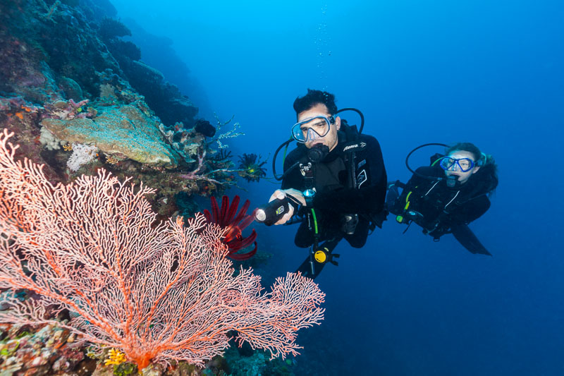 A male and female scuba divers looking at colourfau sea fans