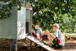 Two young male students collecting eggs from the school chicken coup
