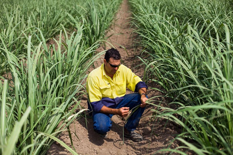 Sugar cane farmer inspecting the leaves of his crop, Atherton Tablelands