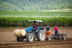 Workers on tractor planting sugar cane plants in the fields, Cairns
