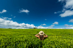 Woman standing in the tea fields of the Atherton Tablelands