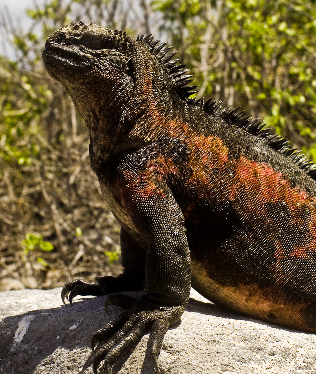 Lava-lizard-web