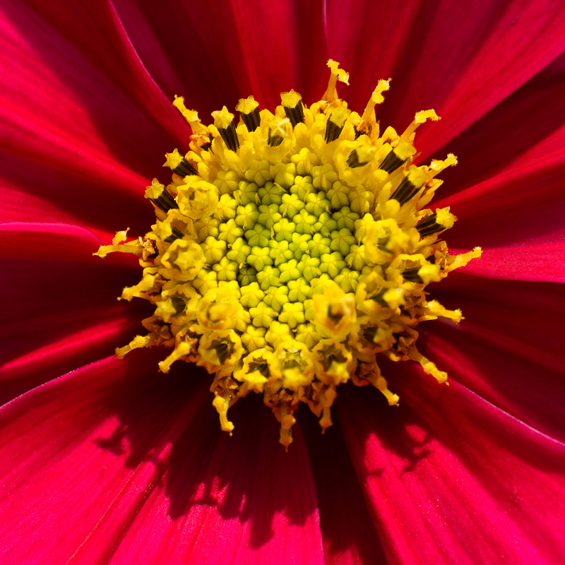 Red_Flower_1corrected