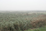 Date palms were a common sight.