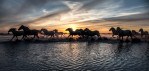 White horses of the Camargue, France