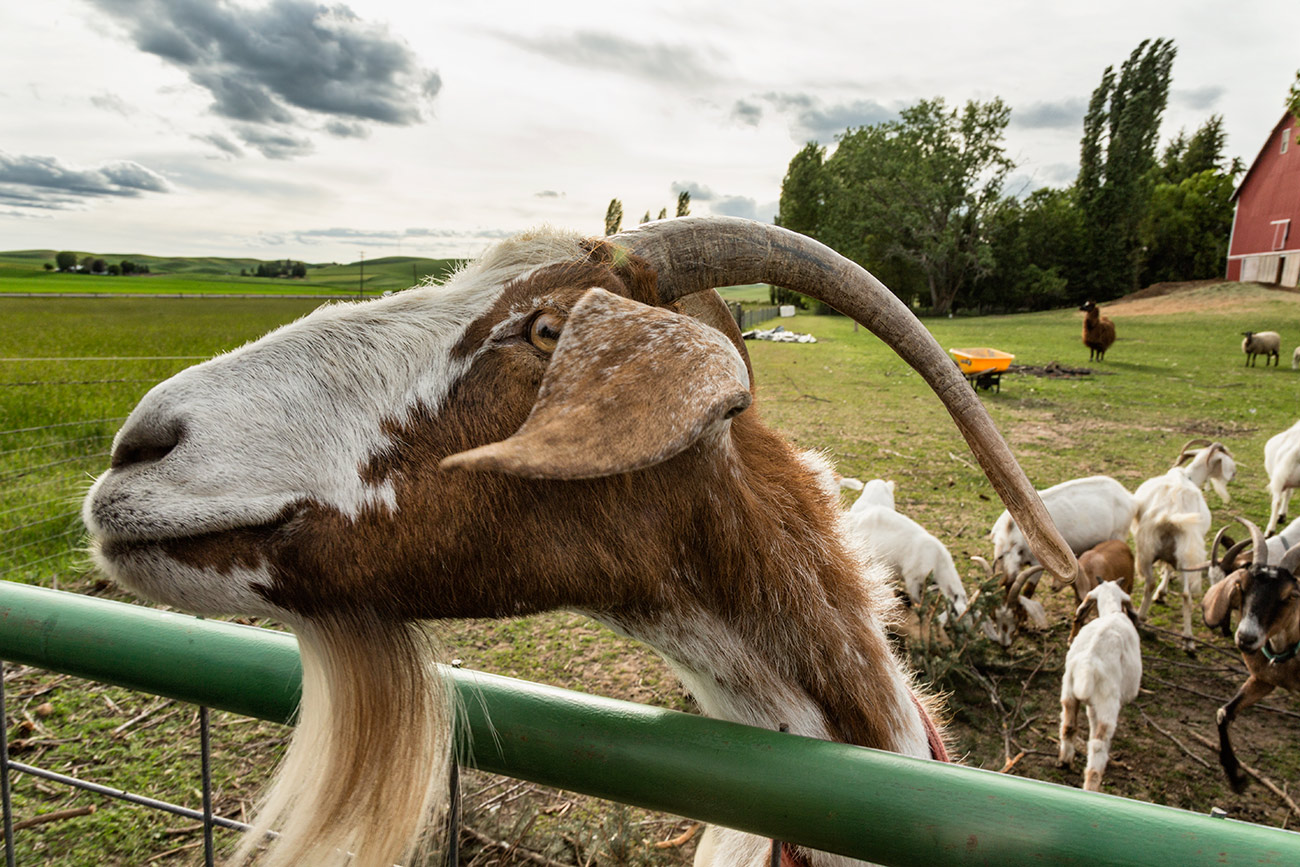The hippy goat and his goatee