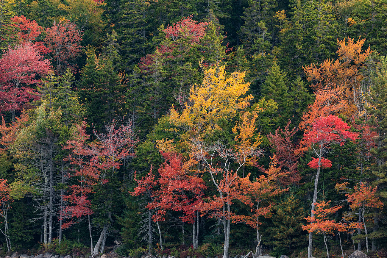 Fall color above Jordan Pond