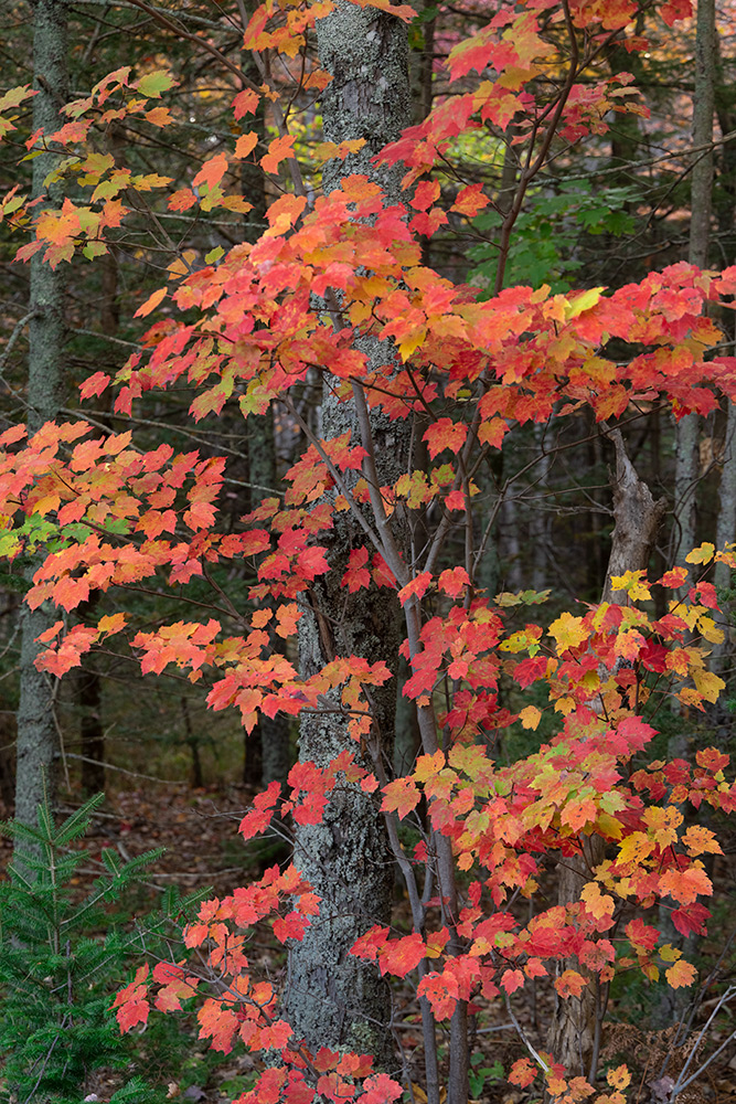 Fall color in Acadia