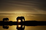 Mother Elephant and baby at sunrise