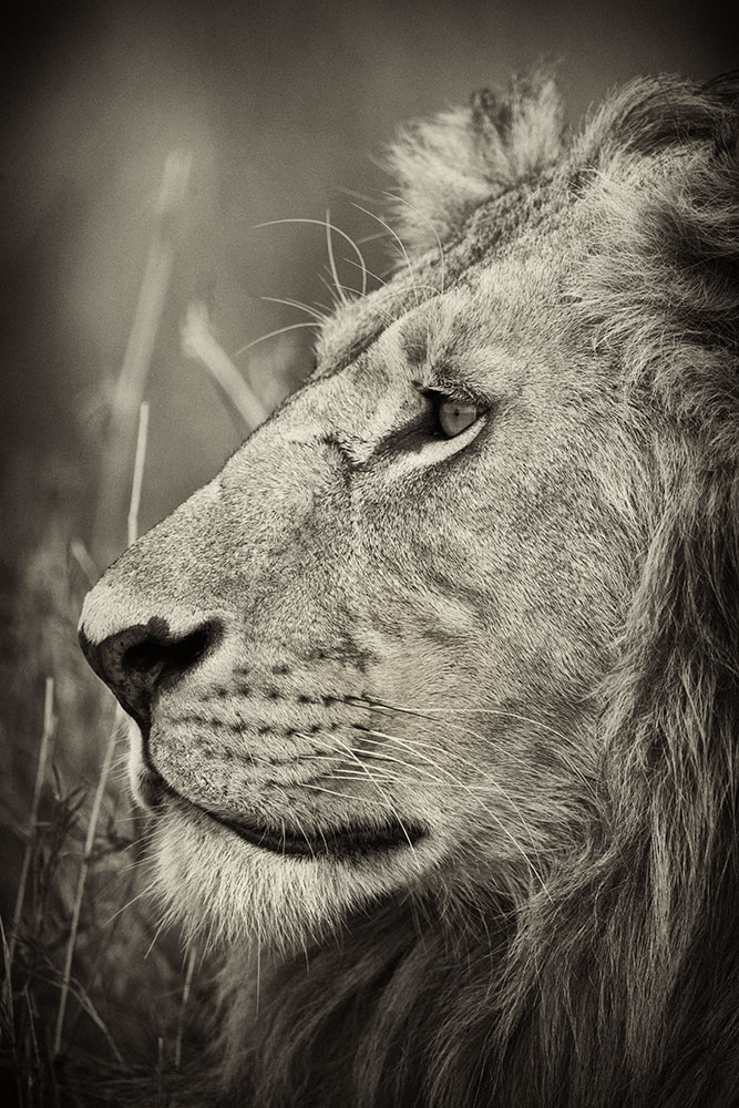King of Beasts in Kenya