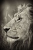 King of Beasts in Kenya