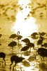 Flamingos at sunrise