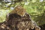 Leopard taking it easy in Kenya